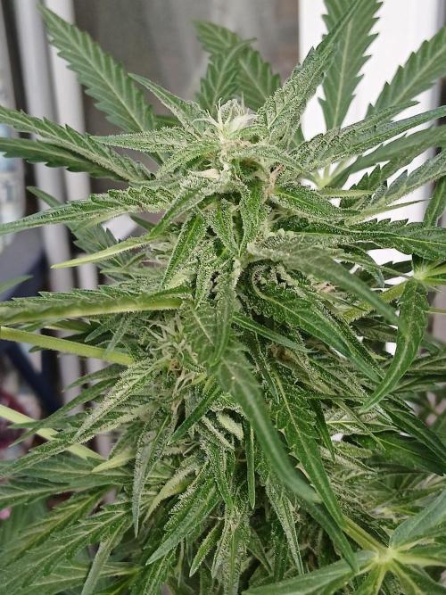 Original Skunk meets Auto. Week 10