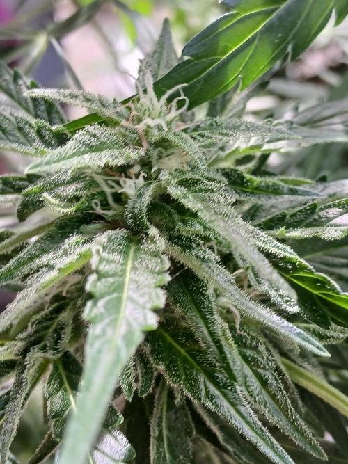 Original Skunk meets Auto. Week 10