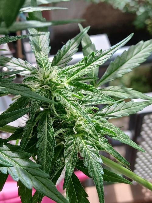 Original Skunk meets Auto. Week 10