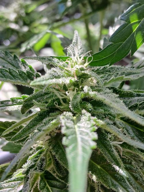 Original Skunk meets Auto. Week 10