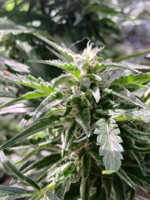 Original Skunk meets Auto. Week 10