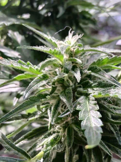 Original Skunk meets Auto. Week 10