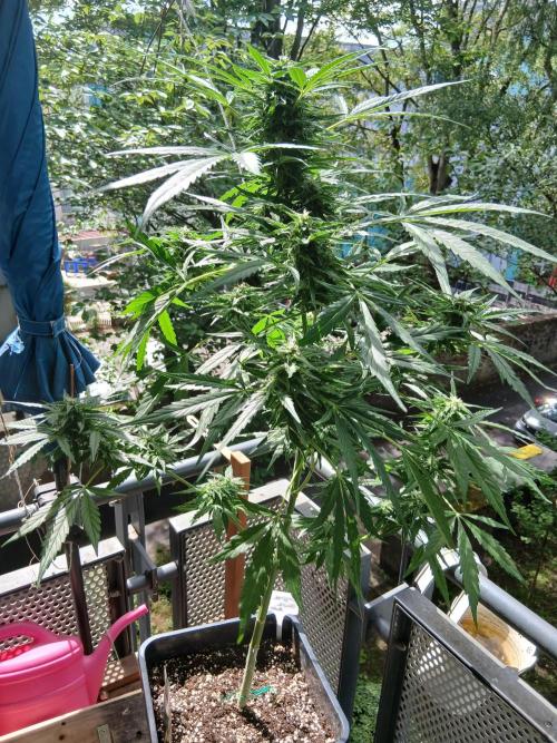 Original Skunk meets Auto. Week 10