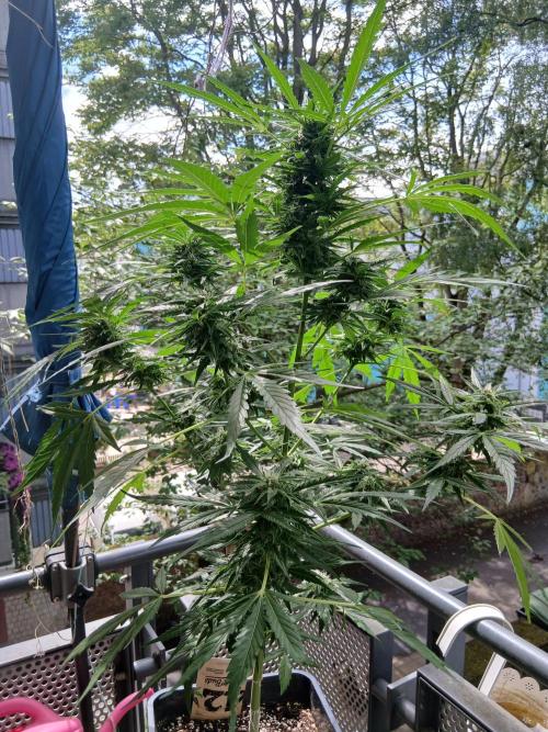 Original Skunk meets Auto. Week 10