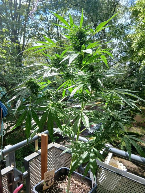 Original Skunk meets Auto. Week 10