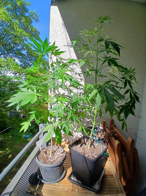 Super Sativa Seed Club Outdoor Version. Week 10