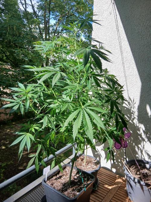 Super Sativa Seed Club Outdoor Version. Week 10