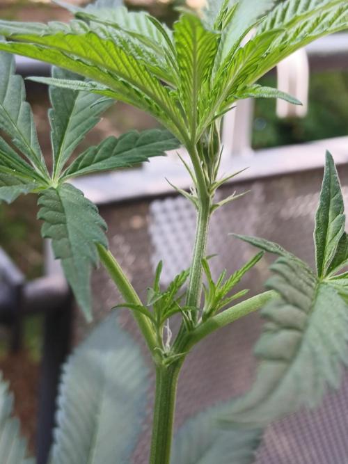 Super Sativa Seed Club Outdoor Version. Week 10
