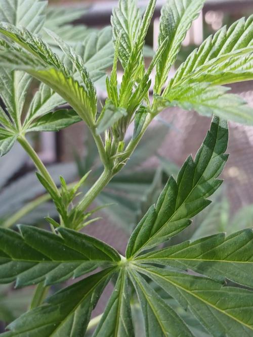 Super Sativa Seed Club Outdoor Version. Week 10