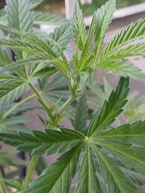 Super Sativa Seed Club Outdoor Version. Week 10