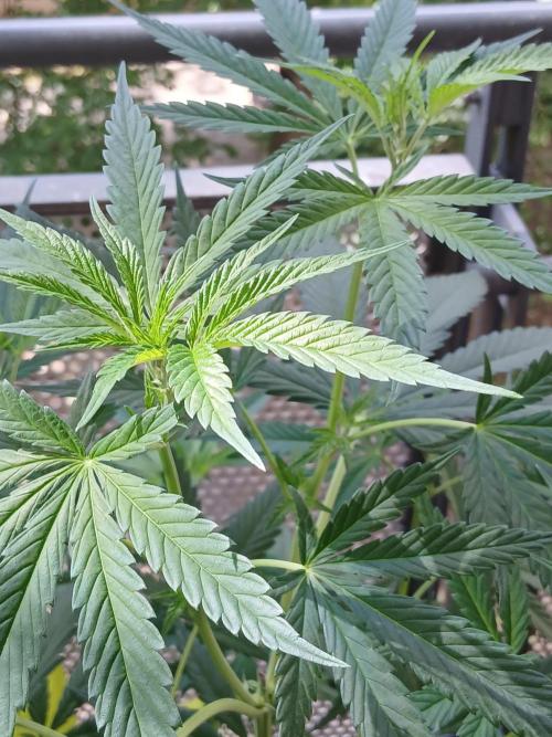 Super Sativa Seed Club Outdoor Version. Week 10