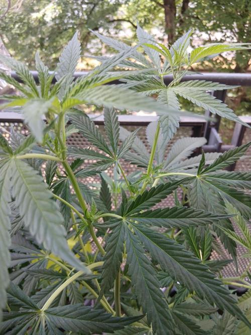 Super Sativa Seed Club Outdoor Version. Week 10
