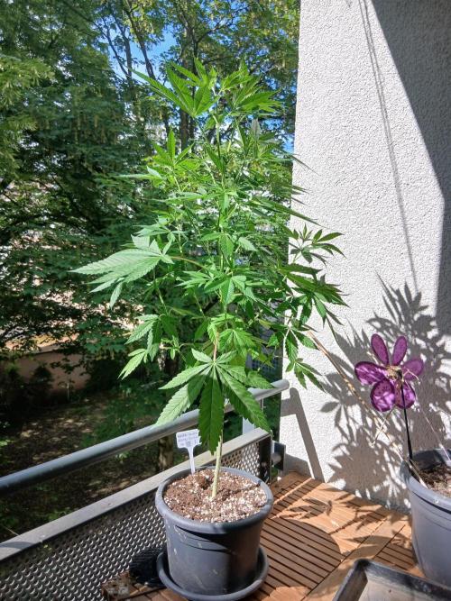 Super Sativa Seed Club Outdoor Version. Week 10