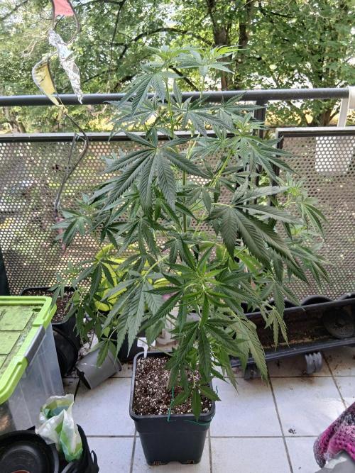 Super Sativa Seed Club Outdoor Version. Week 10