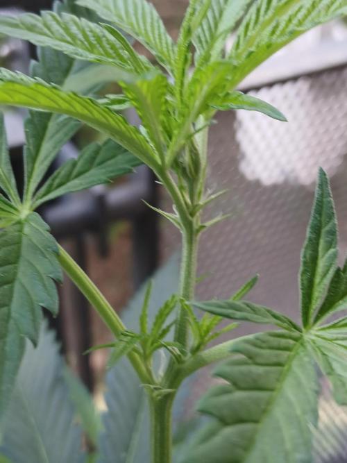 Super Sativa Seed Club Outdoor Version. Week 10