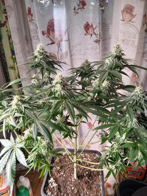 Super Sativa Seed Club Soil Version. Week 10