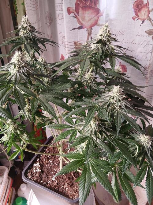 Super Sativa Seed Club Soil Version. Week 10