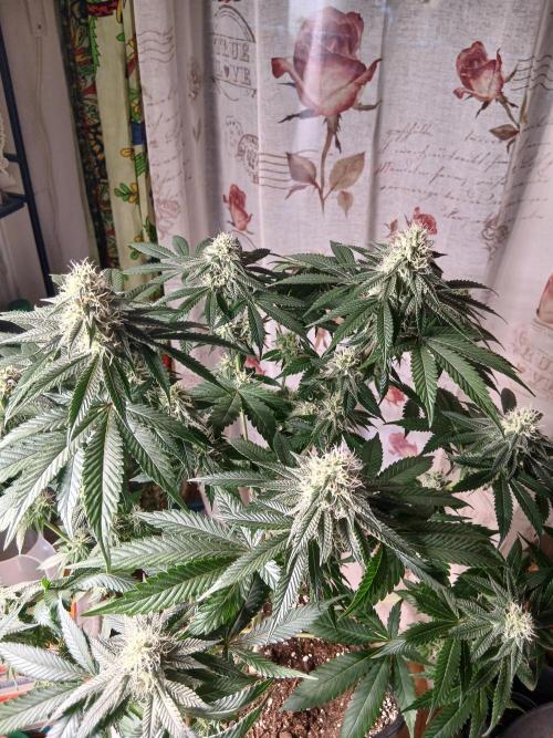 Super Sativa Seed Club Soil Version. Week 10