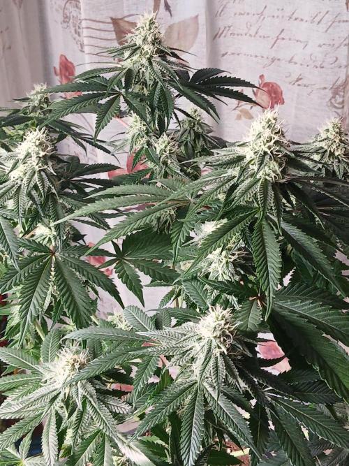 Super Sativa Seed Club Soil Version. Week 10