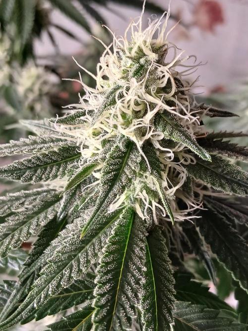Super Sativa Seed Club Soil Version. Week 10