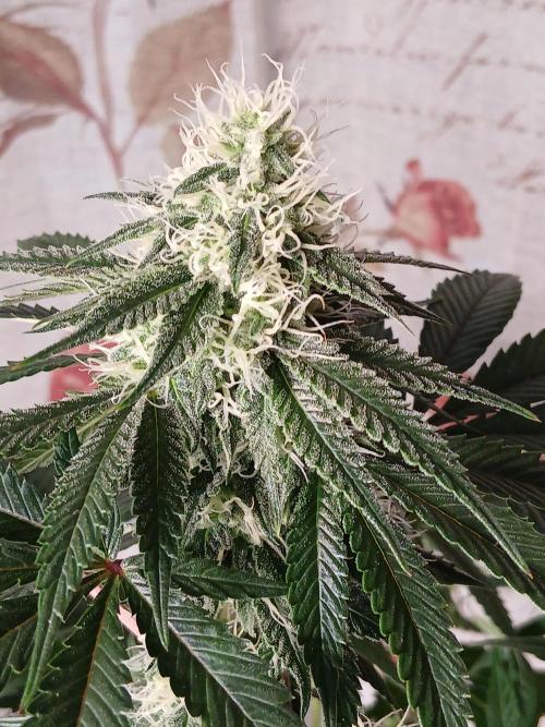 Super Sativa Seed Club Soil Version. Week 10