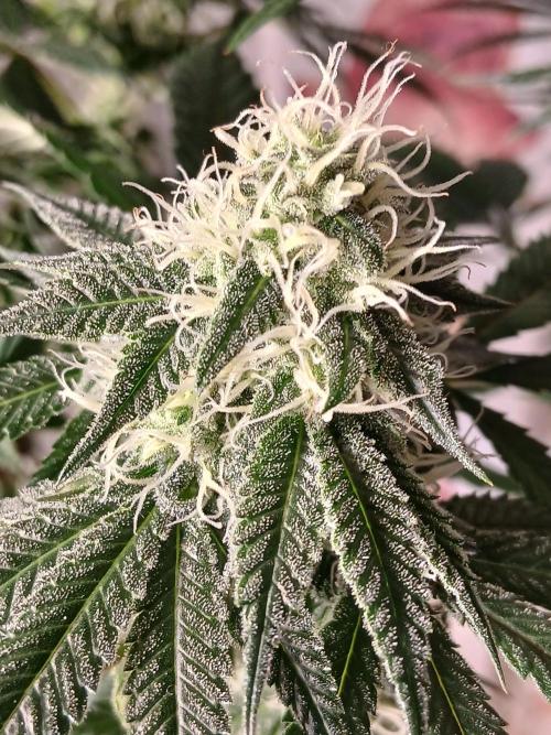Super Sativa Seed Club Soil Version. Week 10