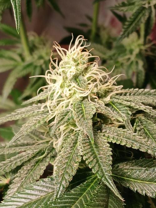 Super Sativa Seed Club Soil Version. Week 10
