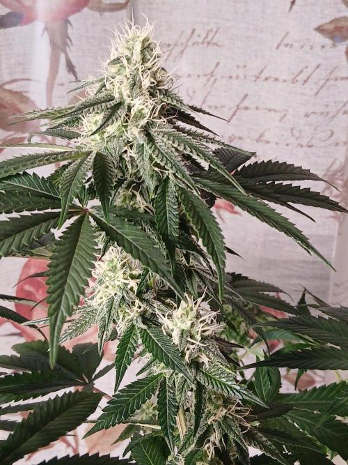 Super Sativa Seed Club Soil Version. Week 10