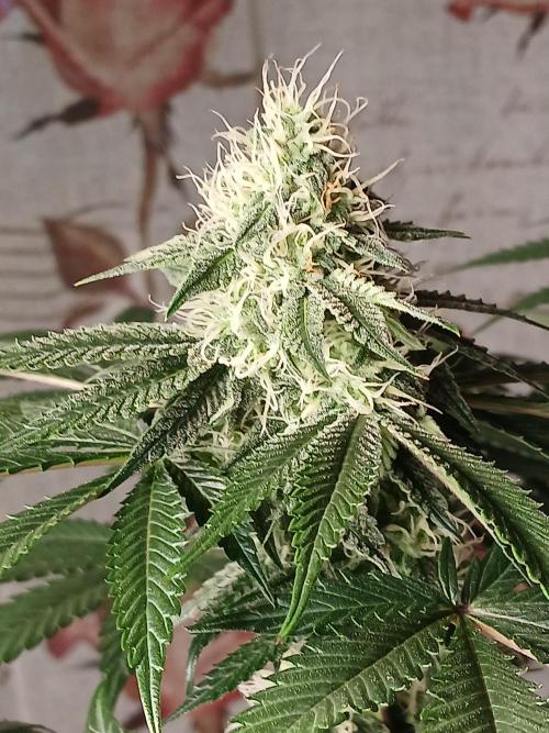 Super Sativa Seed Club Soil Version. Week 10