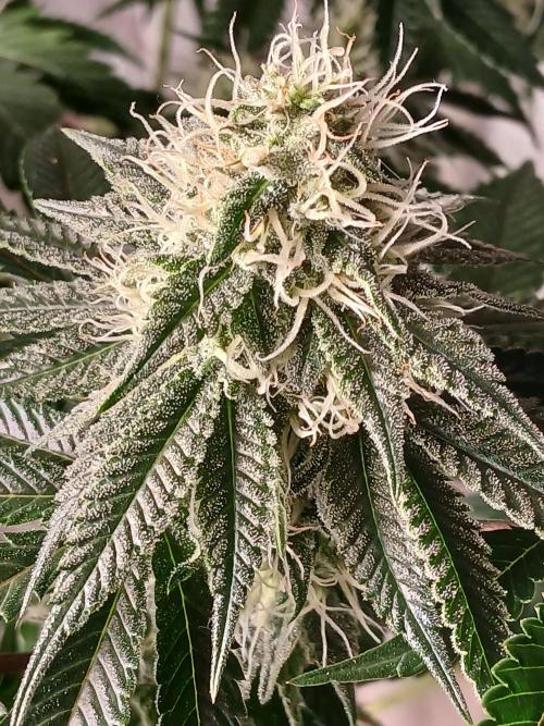 Super Sativa Seed Club Soil Version. Week 10