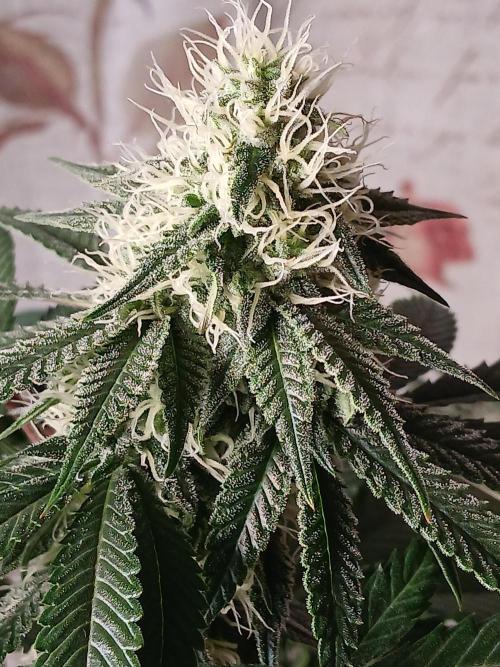 Super Sativa Seed Club Soil Version. Week 10