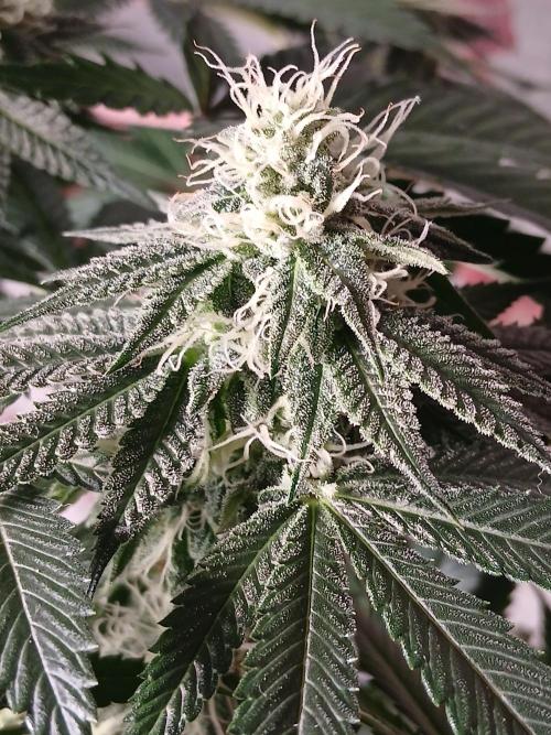 Super Sativa Seed Club Soil Version. Week 10