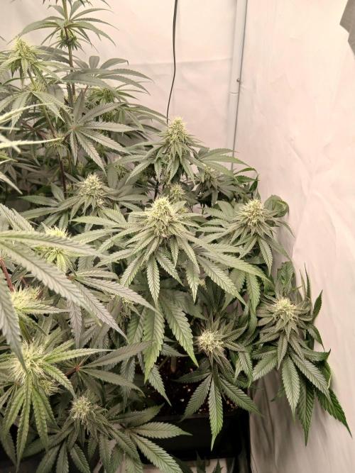 Super Sativa Seed Club Soil Version. Week 10