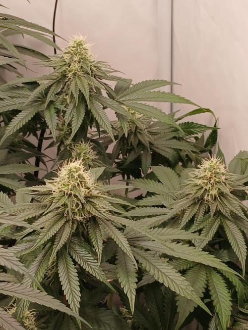 Super Sativa Seed Club Soil Version. Week 10