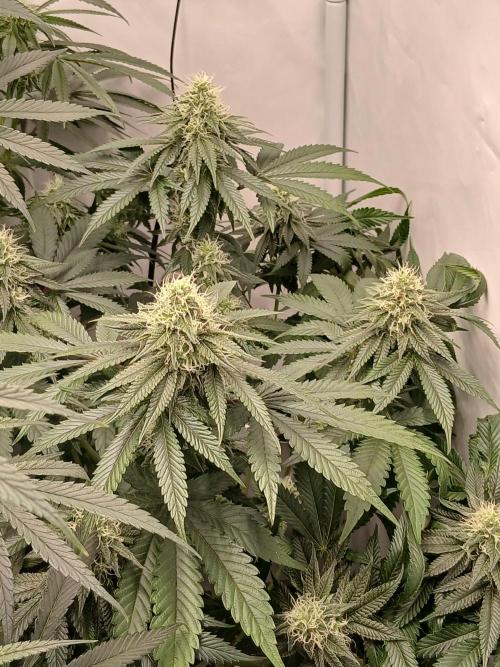 Super Sativa Seed Club Soil Version. Week 10