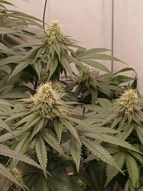Super Sativa Seed Club Soil Version. Week 10