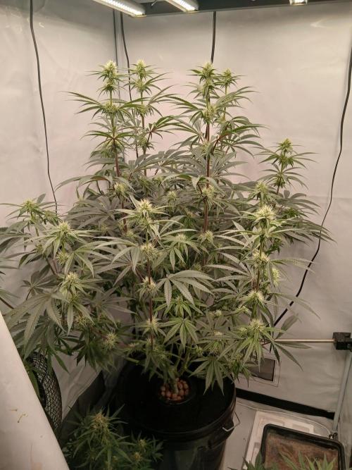 Super Sativa Seed Club DWC Version. Week 10