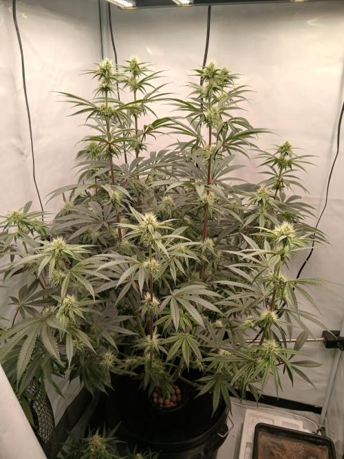 Super Sativa Seed Club DWC Version. Week 10
