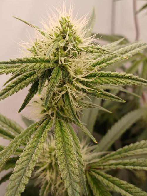 Super Sativa Seed Club DWC Version. Week 10