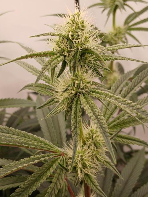 Super Sativa Seed Club DWC Version. Week 10