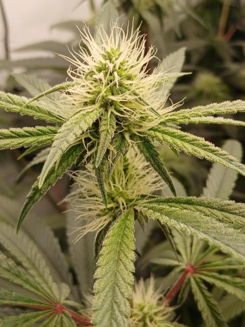 Super Sativa Seed Club DWC Version. Week 10