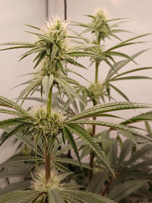 Super Sativa Seed Club DWC Version. Week 10