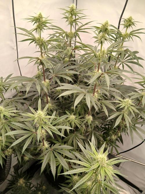 Super Sativa Seed Club DWC Version. Week 10