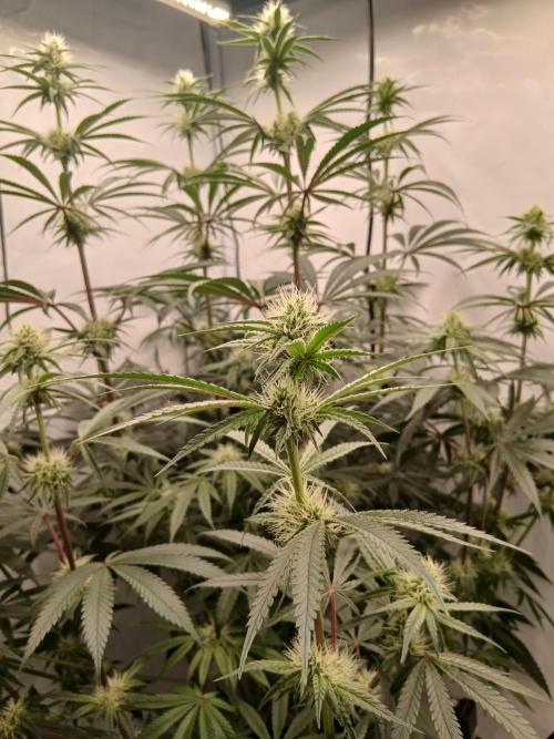Super Sativa Seed Club DWC Version. Week 10