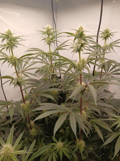 Super Sativa Seed Club DWC Version. Week 10