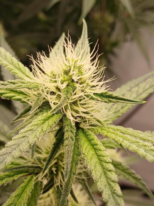 Super Sativa Seed Club DWC Version. Week 10