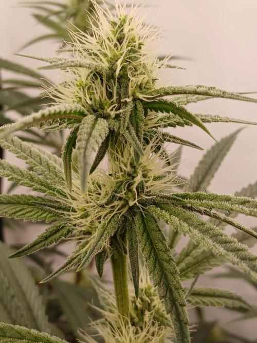 Super Sativa Seed Club DWC Version. Week 10