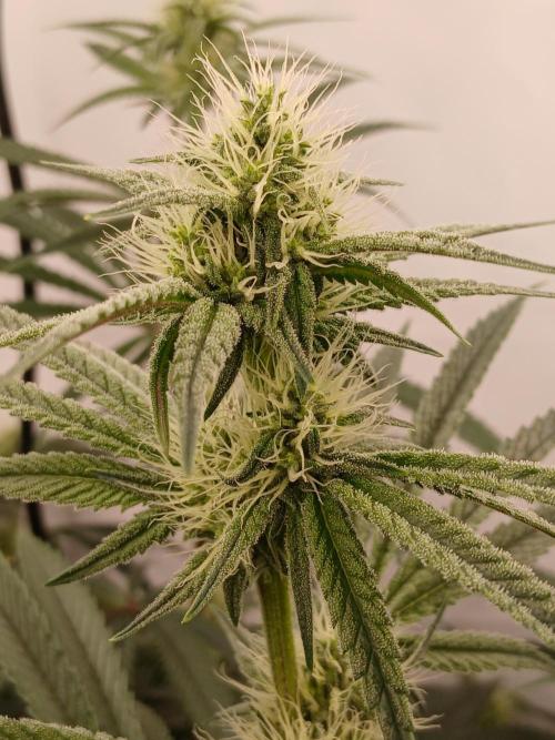 Super Sativa Seed Club DWC Version. Week 10
