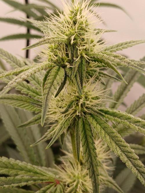 Super Sativa Seed Club DWC Version. Week 10