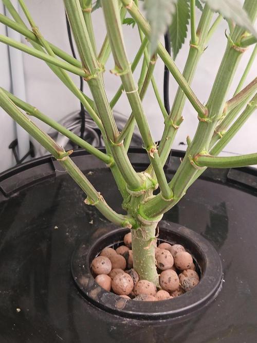 Super Sativa Seed Club DWC Version. Week 10